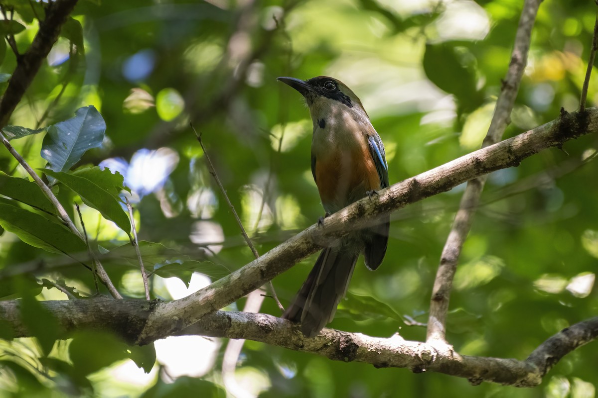 Rufous-capped Motmot - ML615256619