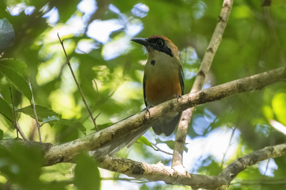 Rufous-capped Motmot - Luiz Carlos Ramassotti