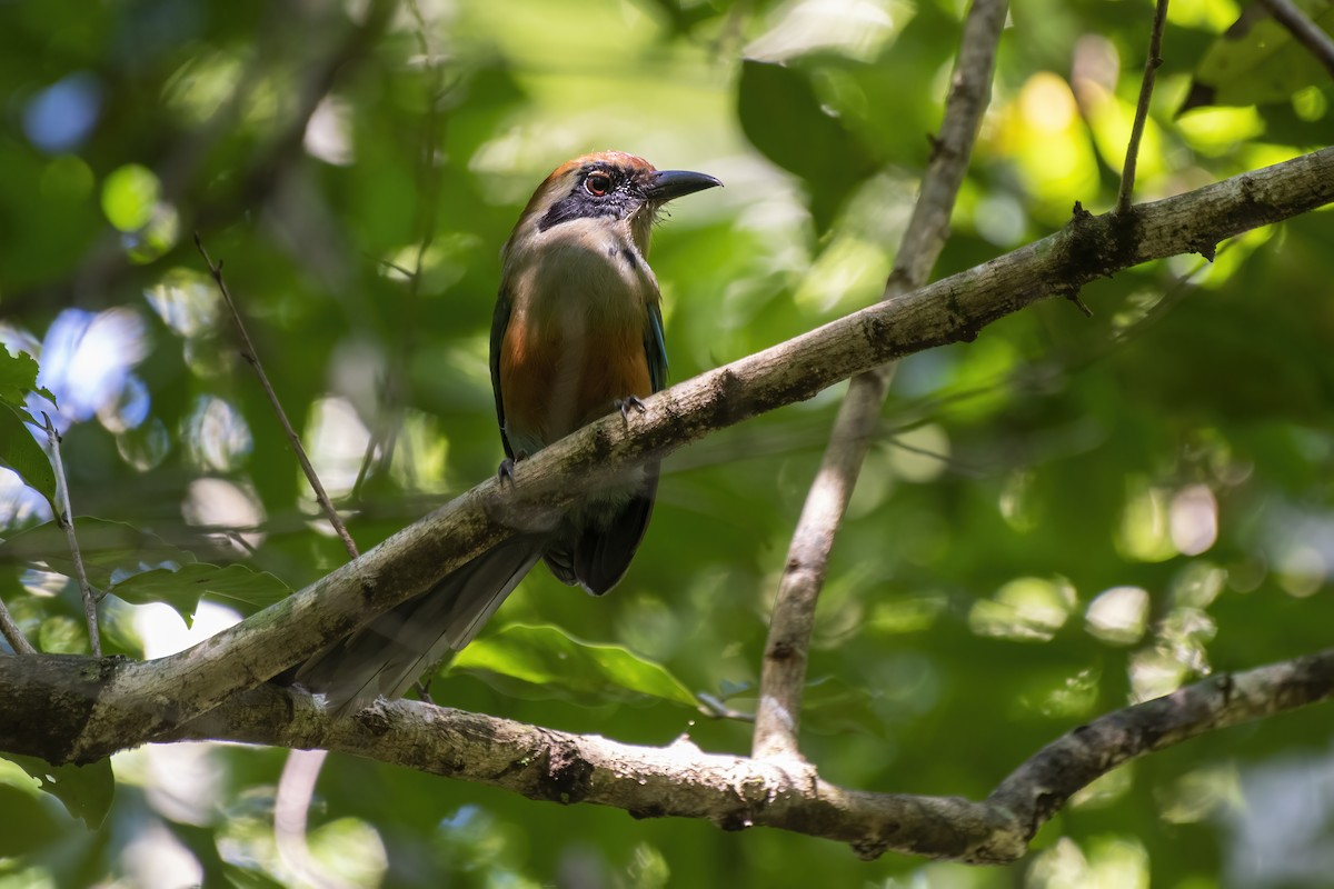 Rufous-capped Motmot - Luiz Carlos Ramassotti