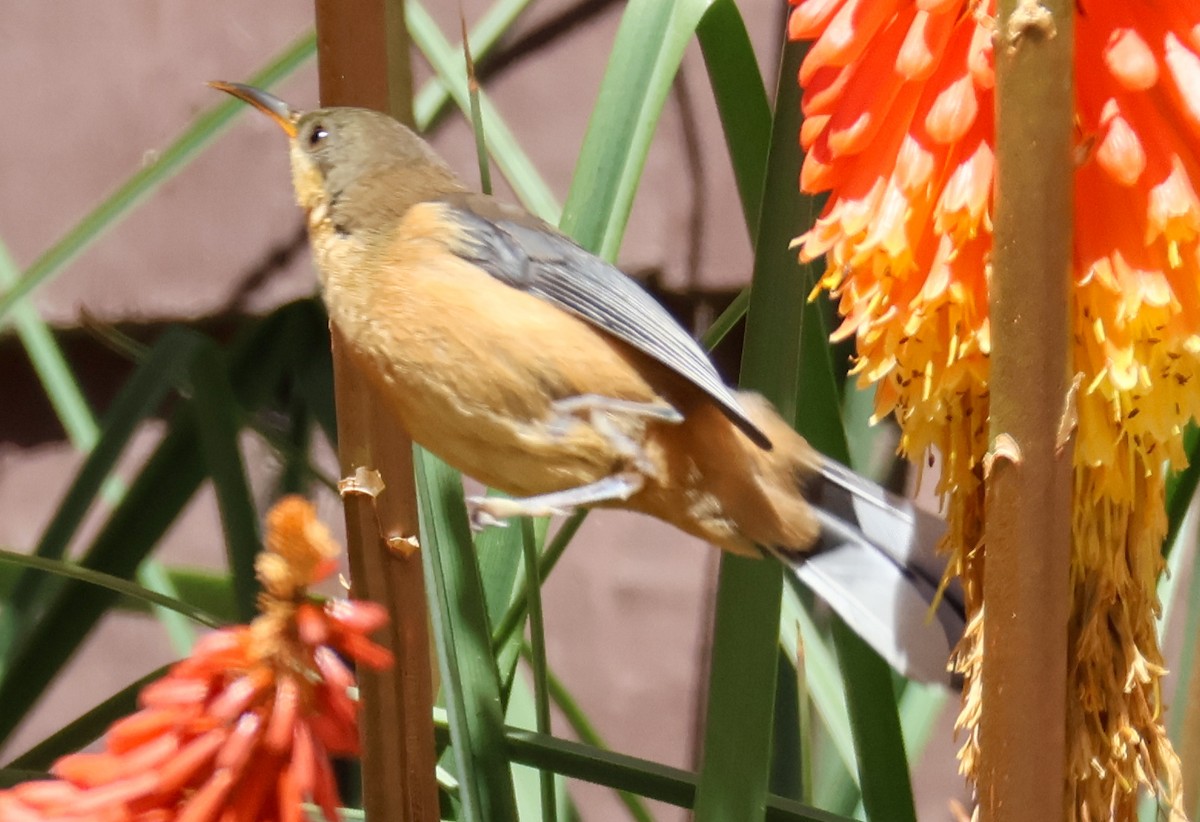 Eastern Spinebill - ML615256631