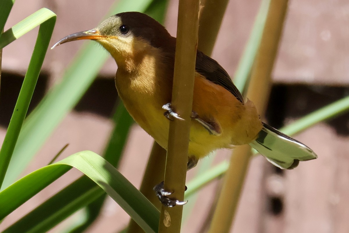 Eastern Spinebill - ML615256634