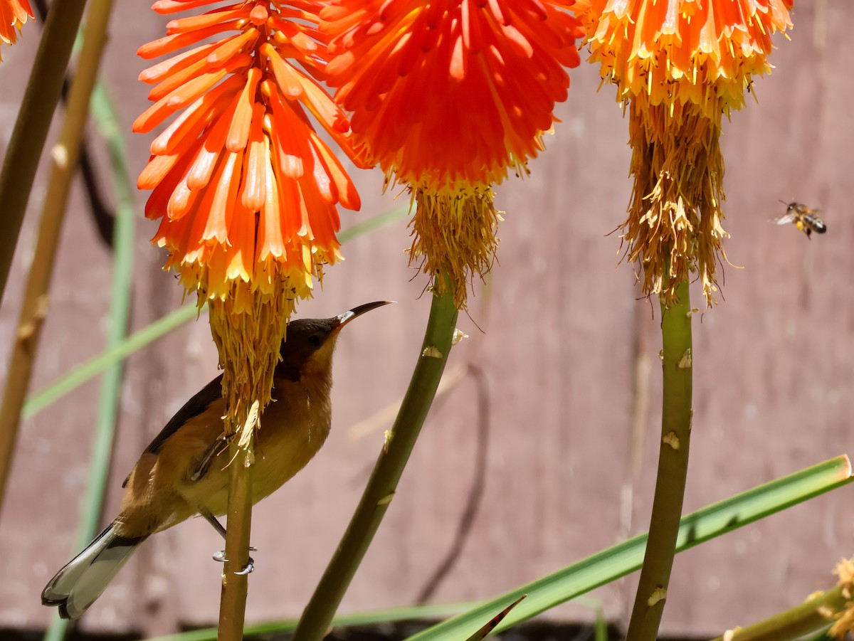 Eastern Spinebill - ML615256636