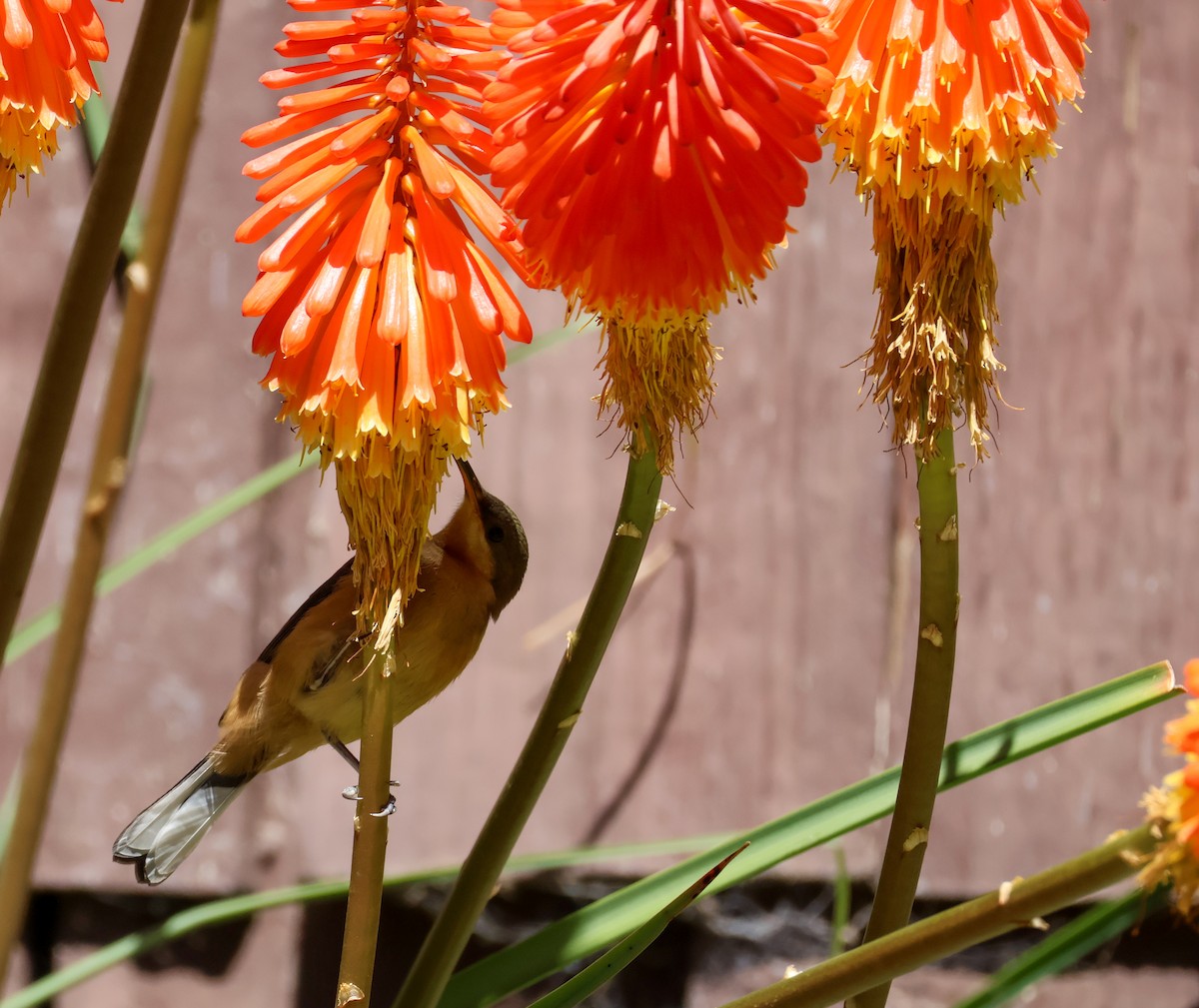 Eastern Spinebill - ML615256637