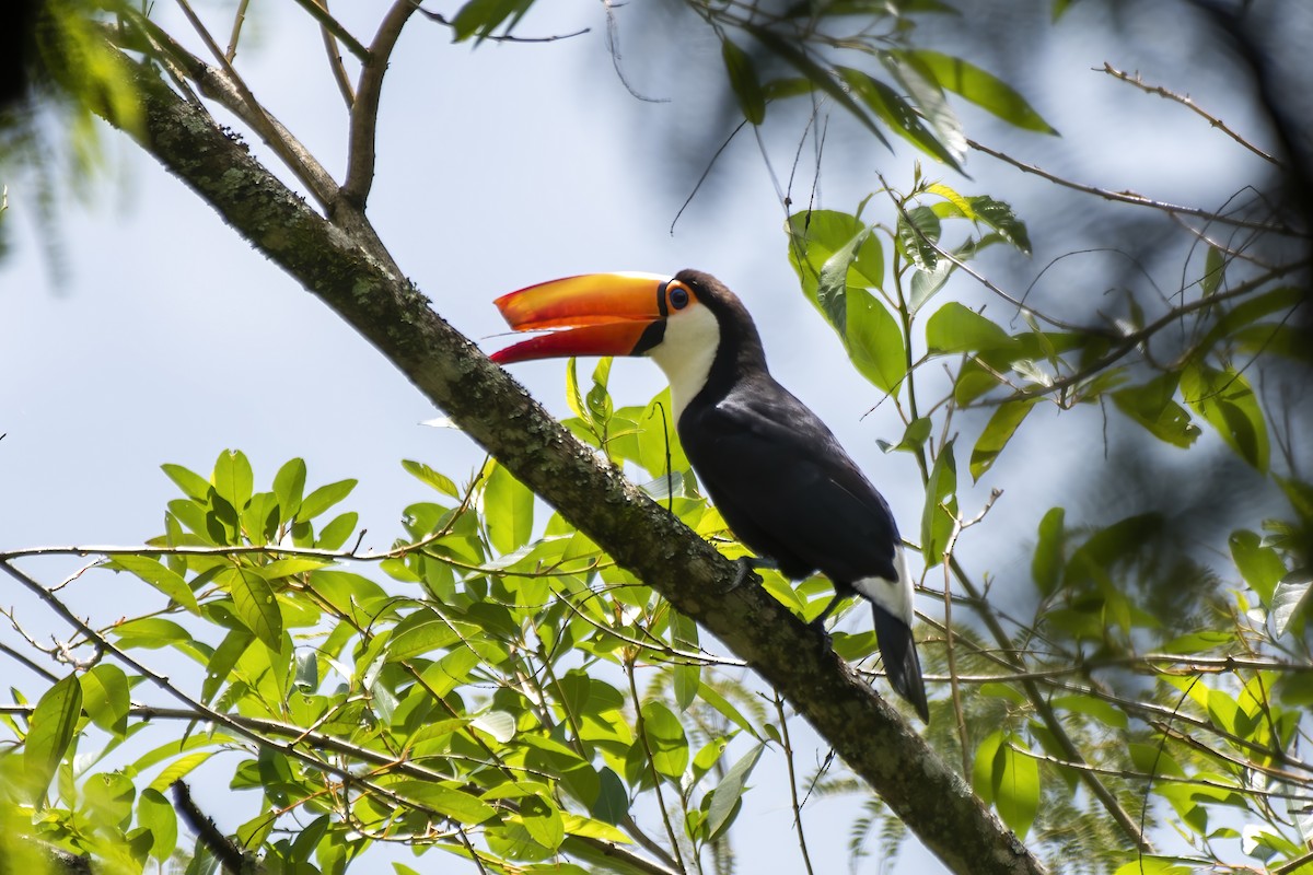 Toucan toco - ML615256639