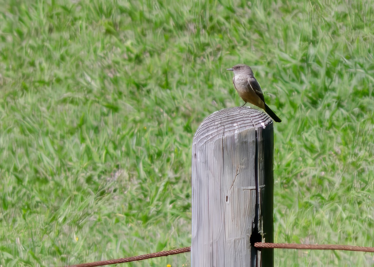 Say's Phoebe - ML615256642