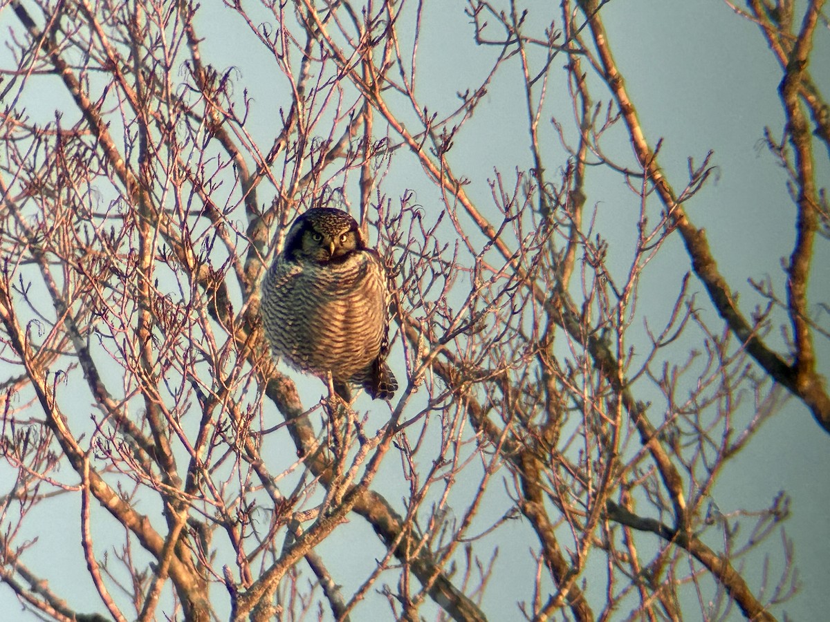 Northern Hawk Owl - Lachlan Ziegler