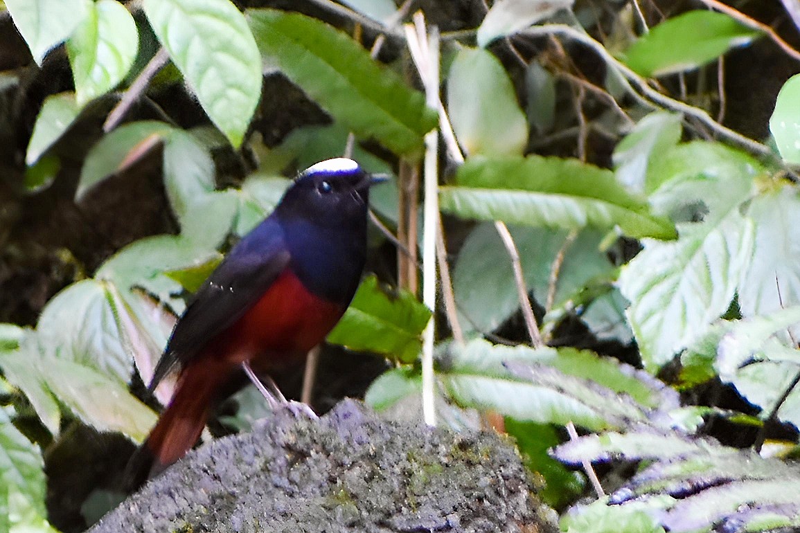 White-capped Redstart - ML615256685