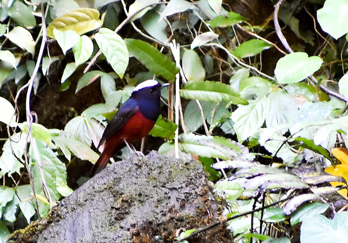 White-capped Redstart - ML615256686