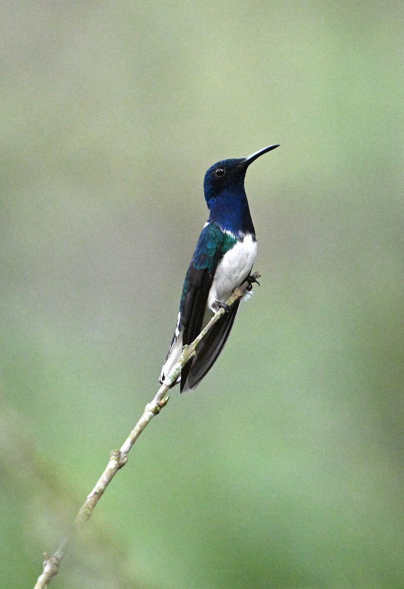 kolibřík bělokrký - ML615256697