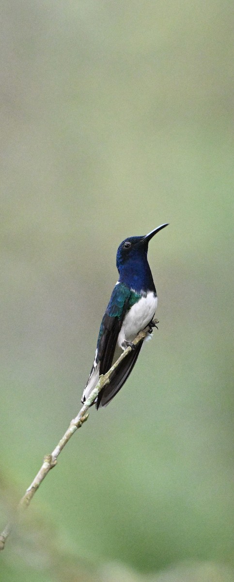 kolibřík bělokrký - ML615256707