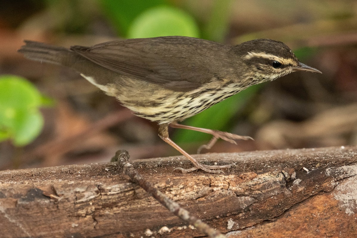 Northern Waterthrush - ML615256708