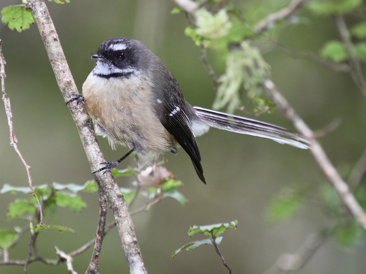 New Zealand Fantail - ML615256720