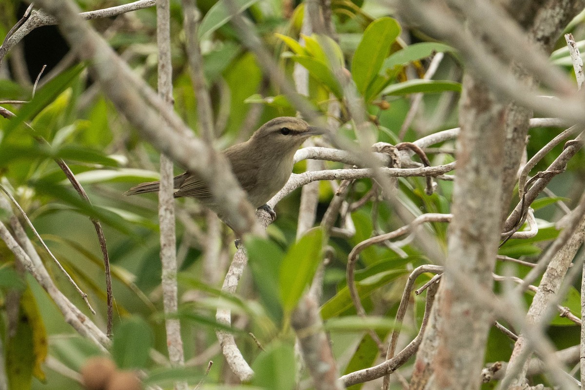 Yucatan Vireo - ML615256725