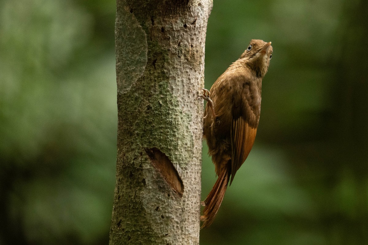 Tawny-winged Woodcreeper - ML615256753