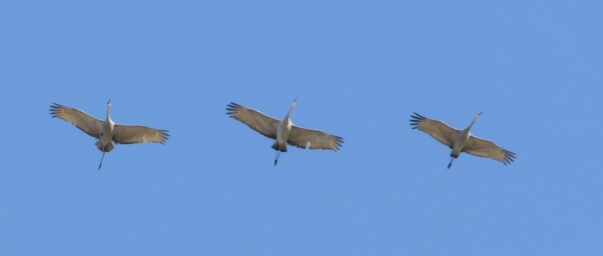 Sandhill Crane - ML615256813