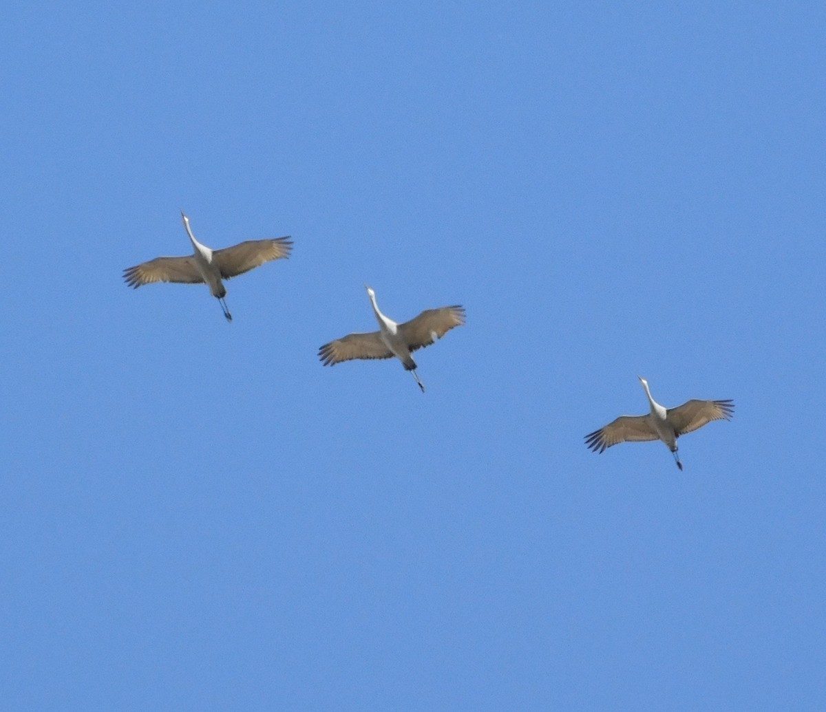 Sandhill Crane - ML615256814