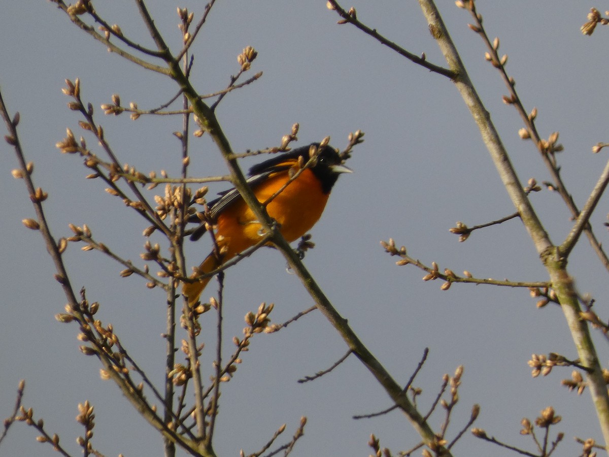 Baltimore Oriole - ML615256815