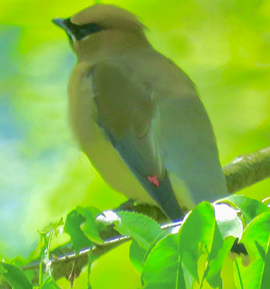 Cedar Waxwing - Ayde Solarte