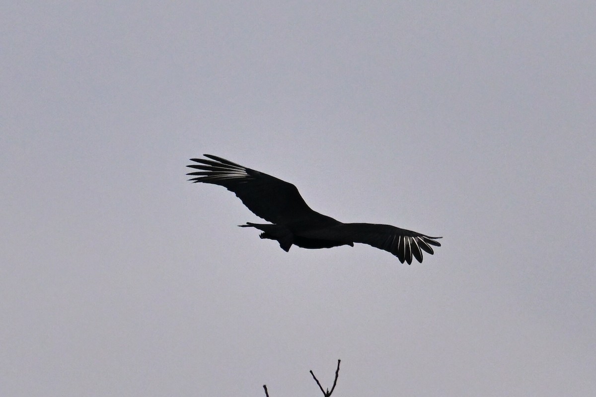 Black Vulture - ML615256871