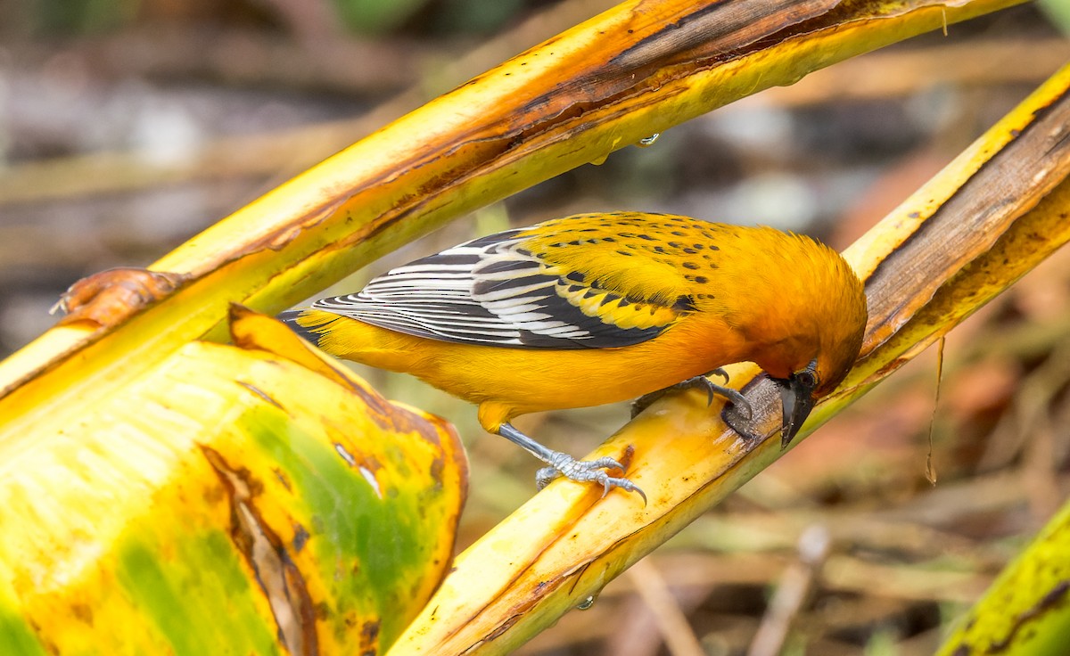 Oriole à dos rayé - ML615257048