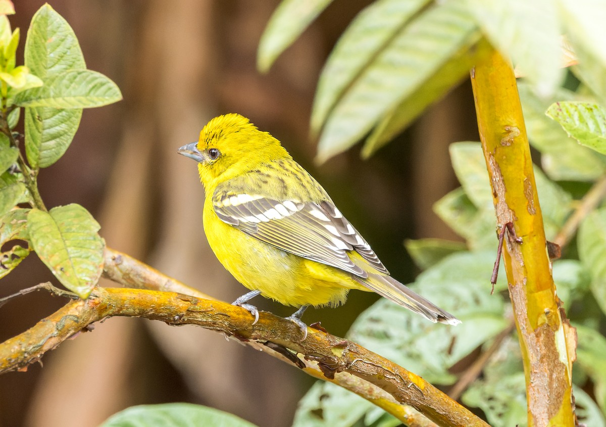 Flame-colored Tanager - ML615257068