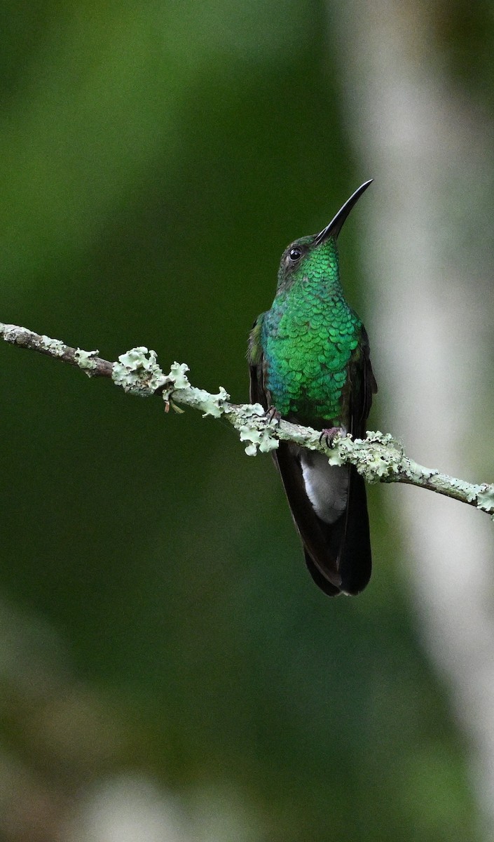 Colibrí de Buffon - ML615257076