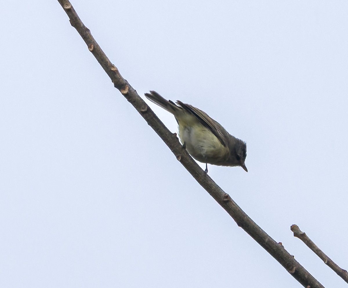 Warbling Vireo - Michael Millner