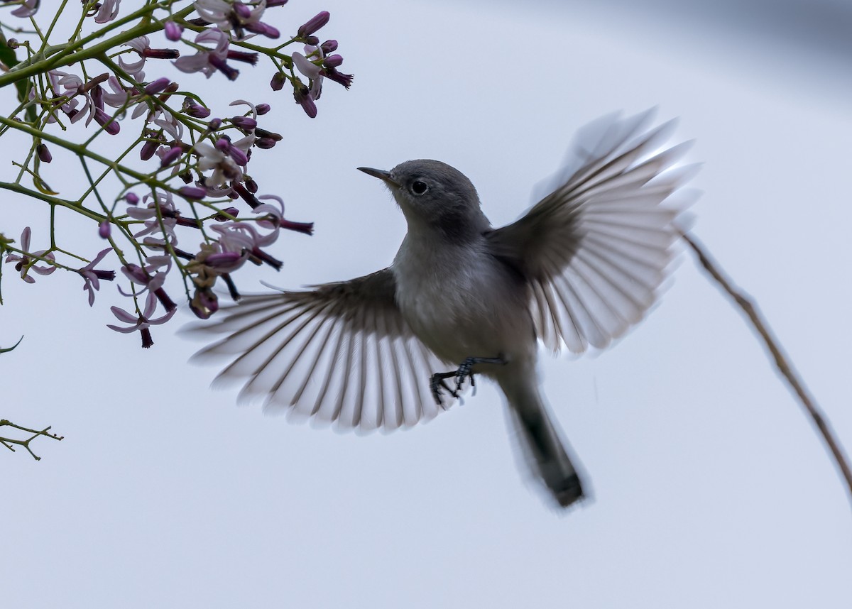 Blue-gray Gnatcatcher - ML615257107