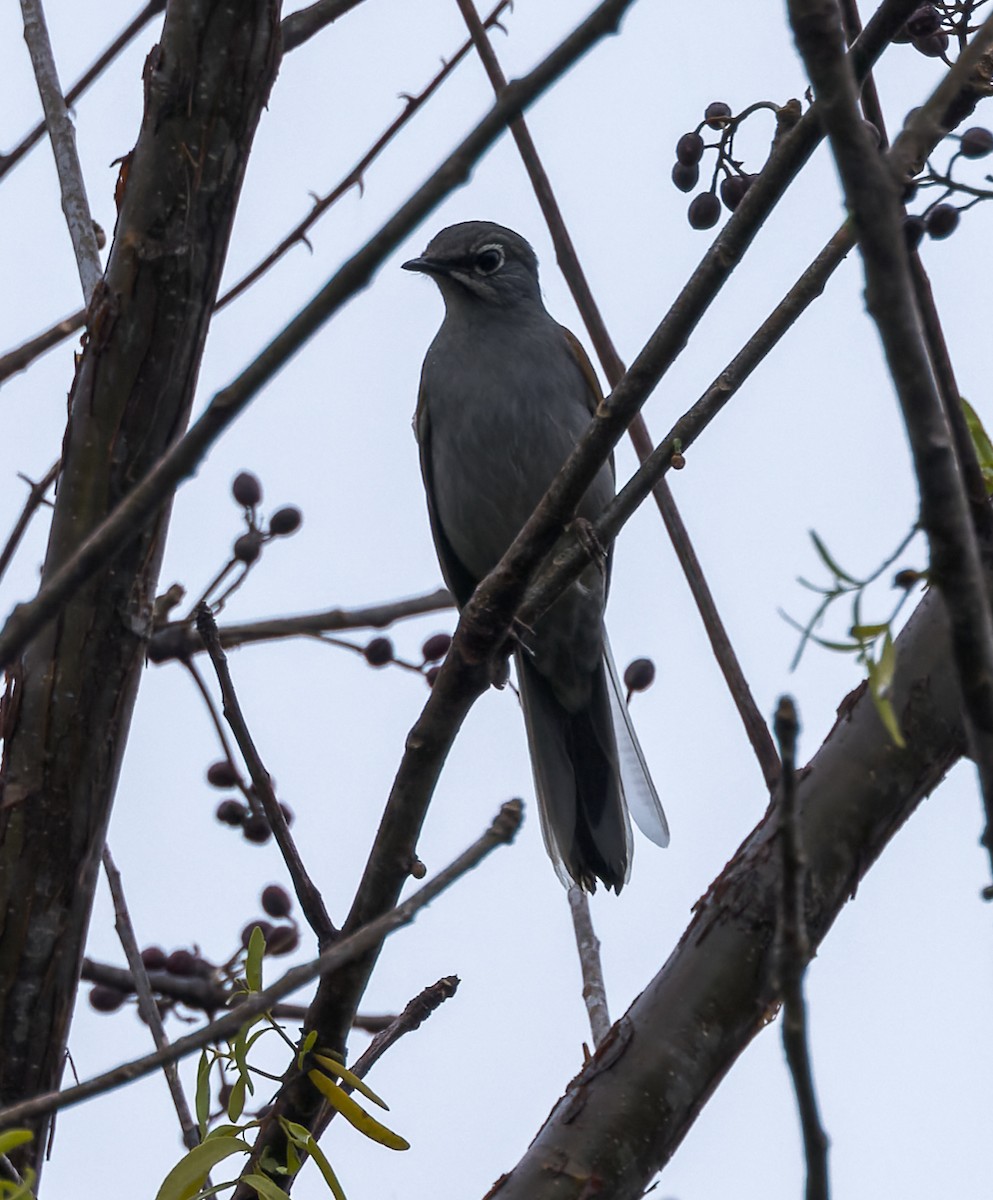 Brown-backed Solitaire - ML615257115