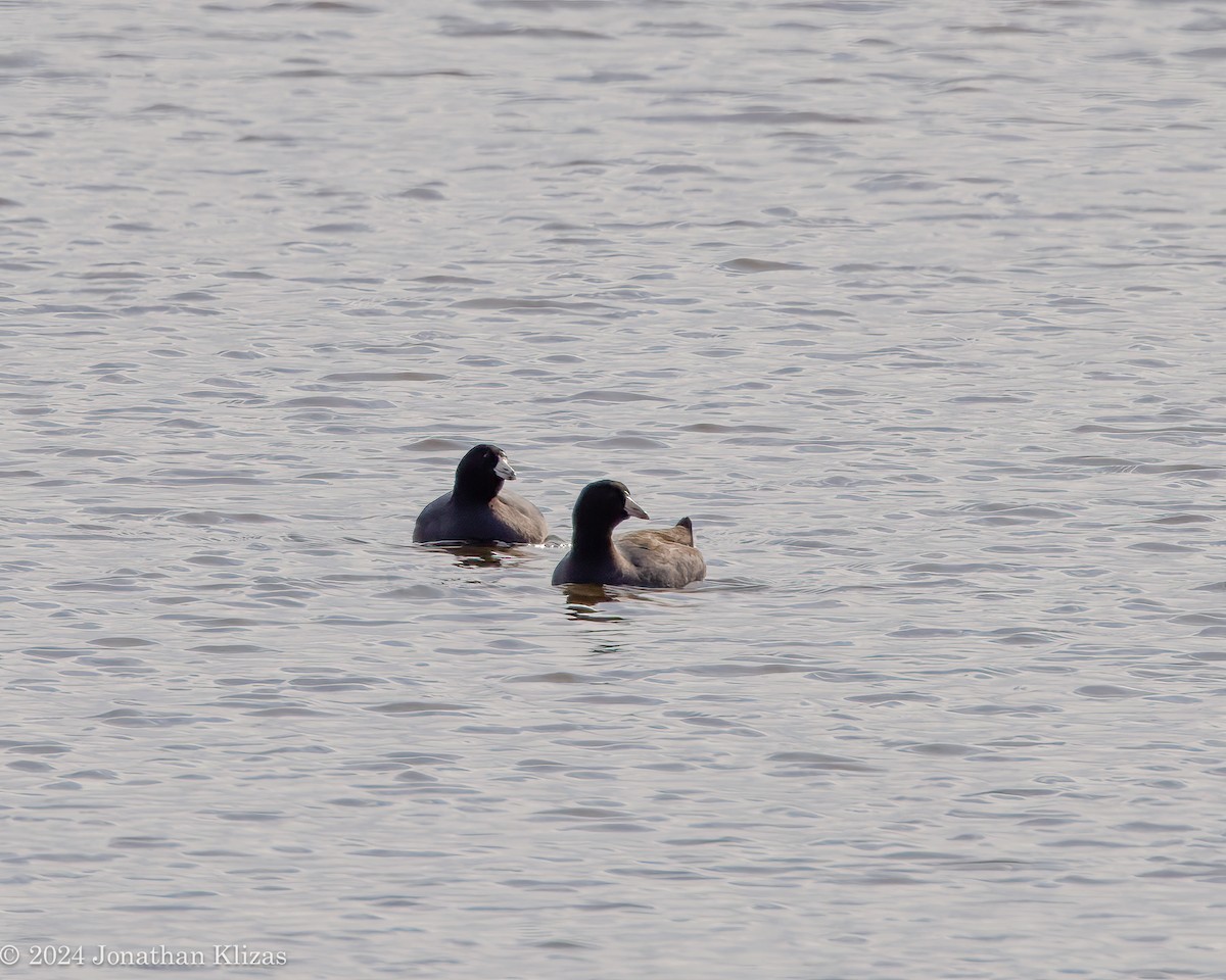 American Coot - ML615257117