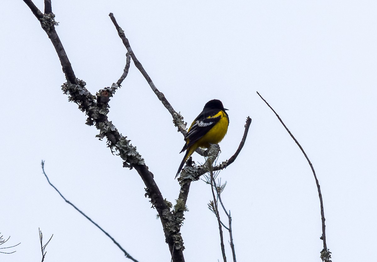 Oriole jaune-verdâtre - ML615257126