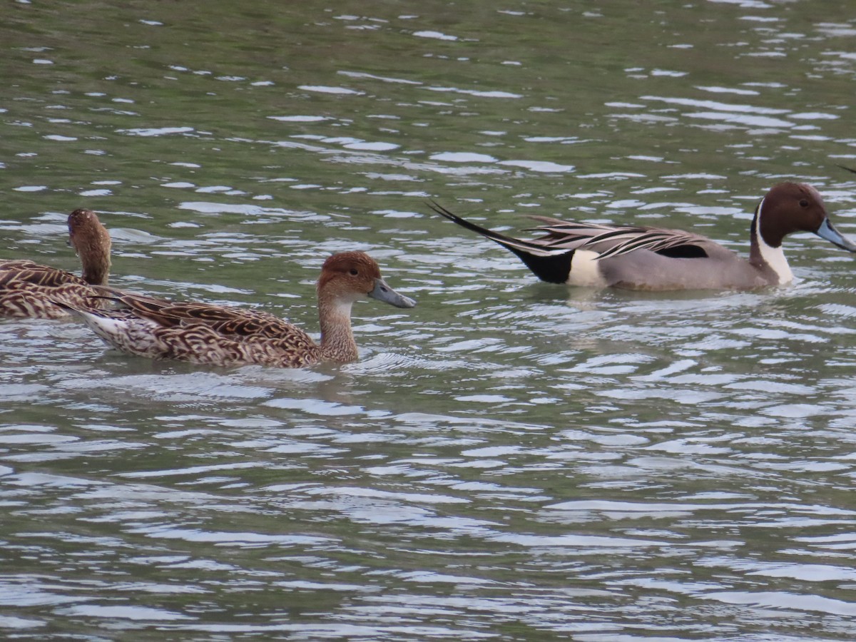 Northern Pintail - ML615257135