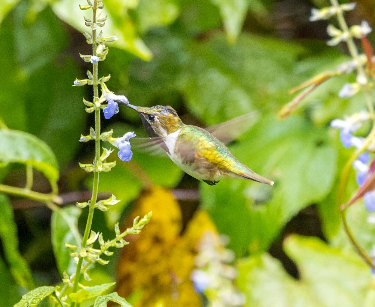 Bumblebee Hummingbird - ML615257155