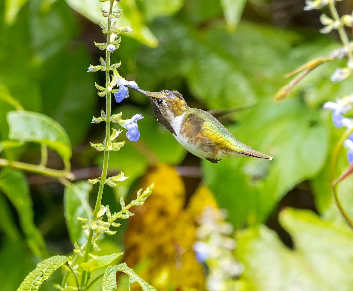 Bumblebee Hummingbird - ML615257156