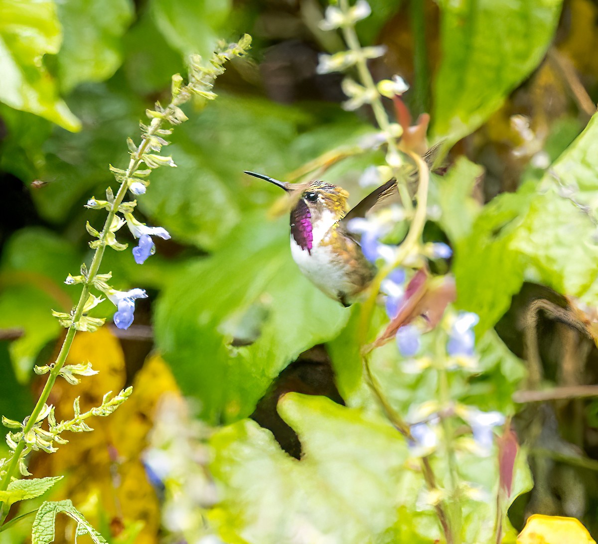 Bumblebee Hummingbird - ML615257157