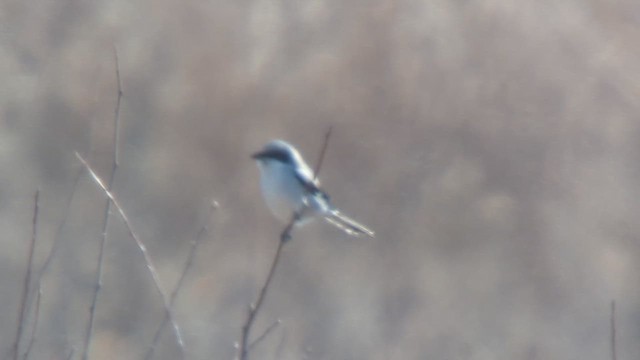 Loggerhead Shrike - ML615257159