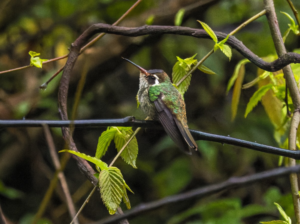 White-eared Hummingbird - ML615257164