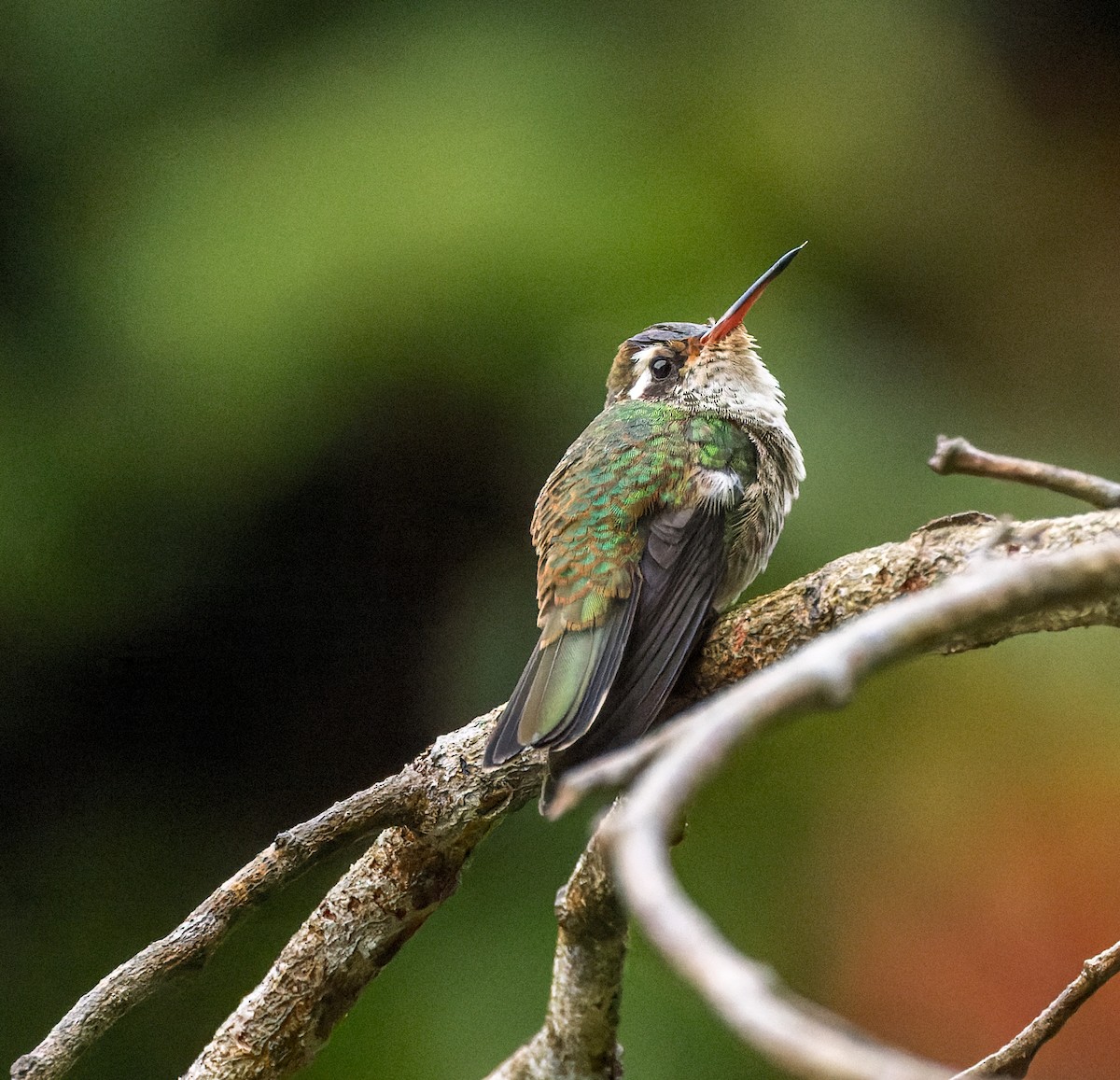 White-eared Hummingbird - ML615257165