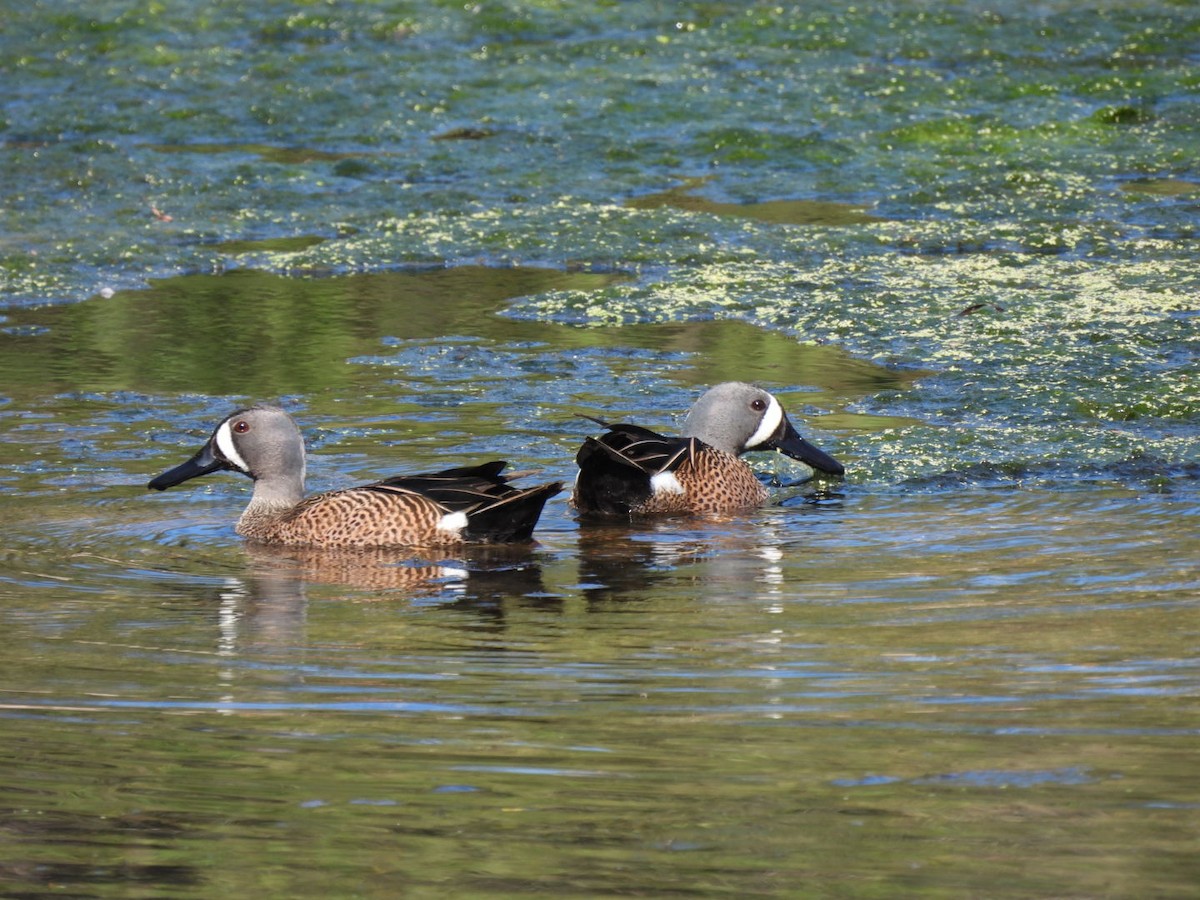 Blue-winged Teal - ML615257270