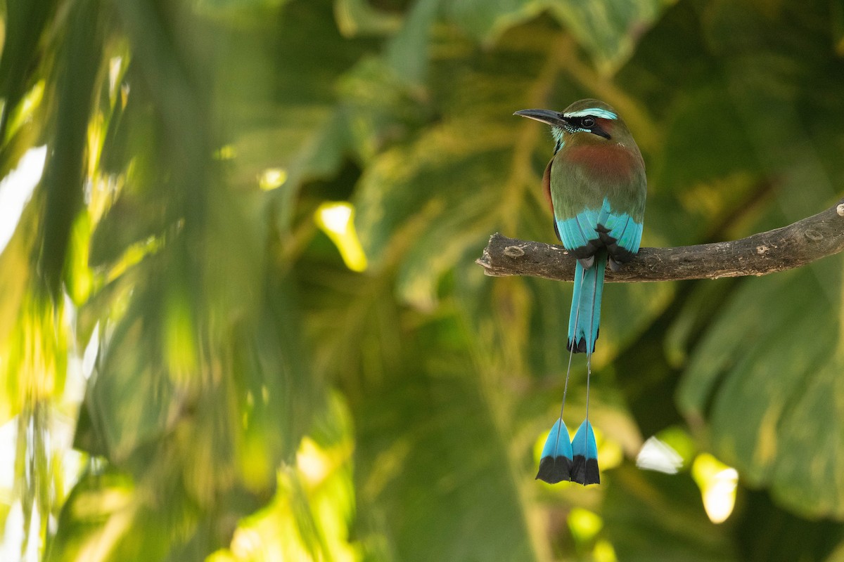 Turquoise-browed Motmot - ML615257271