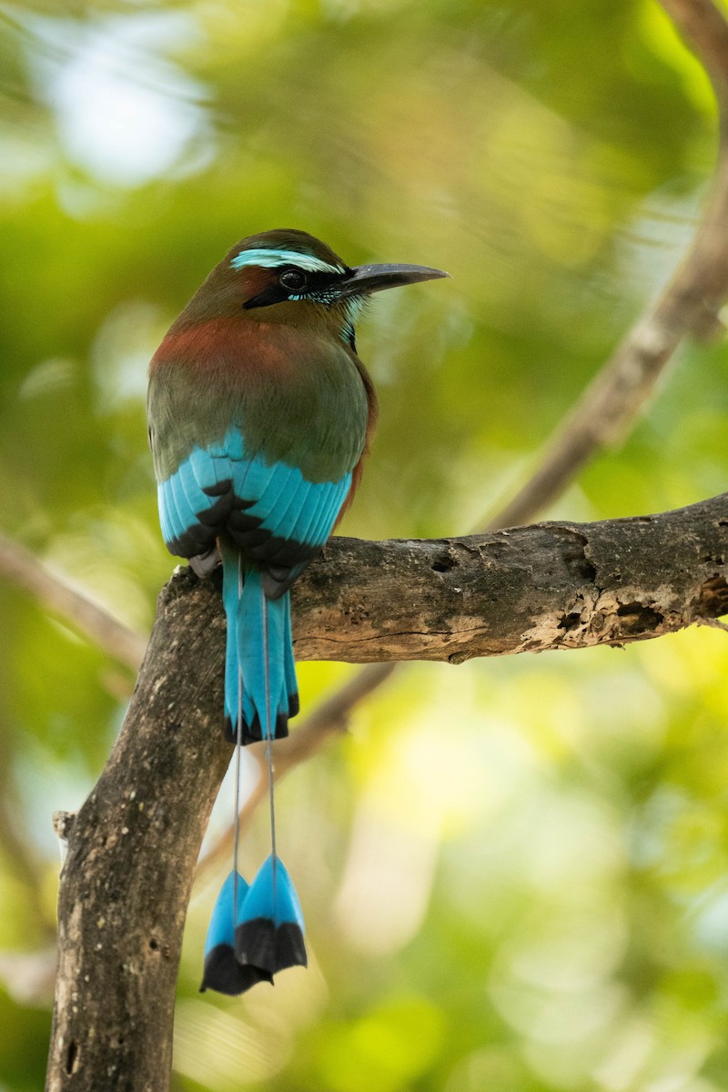 Turquoise-browed Motmot - ML615257272