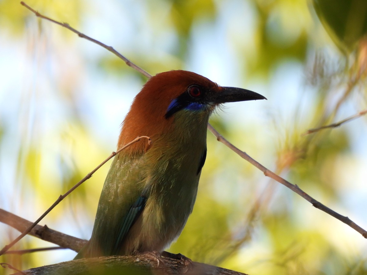 Russet-crowned Motmot - ML615257287