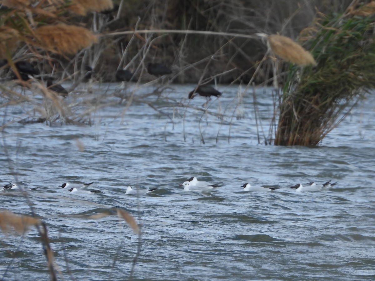 Black-headed Gull - ML615257325