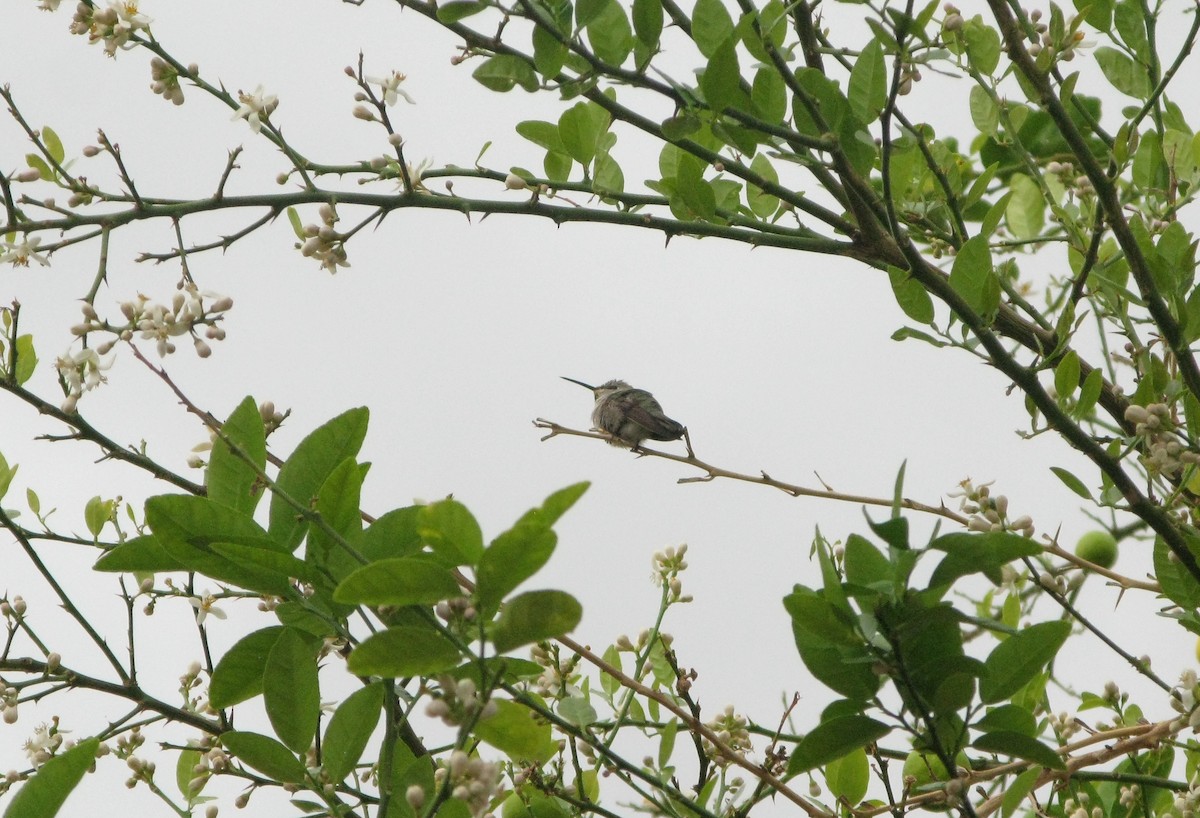 Anna's Hummingbird - ML615257327