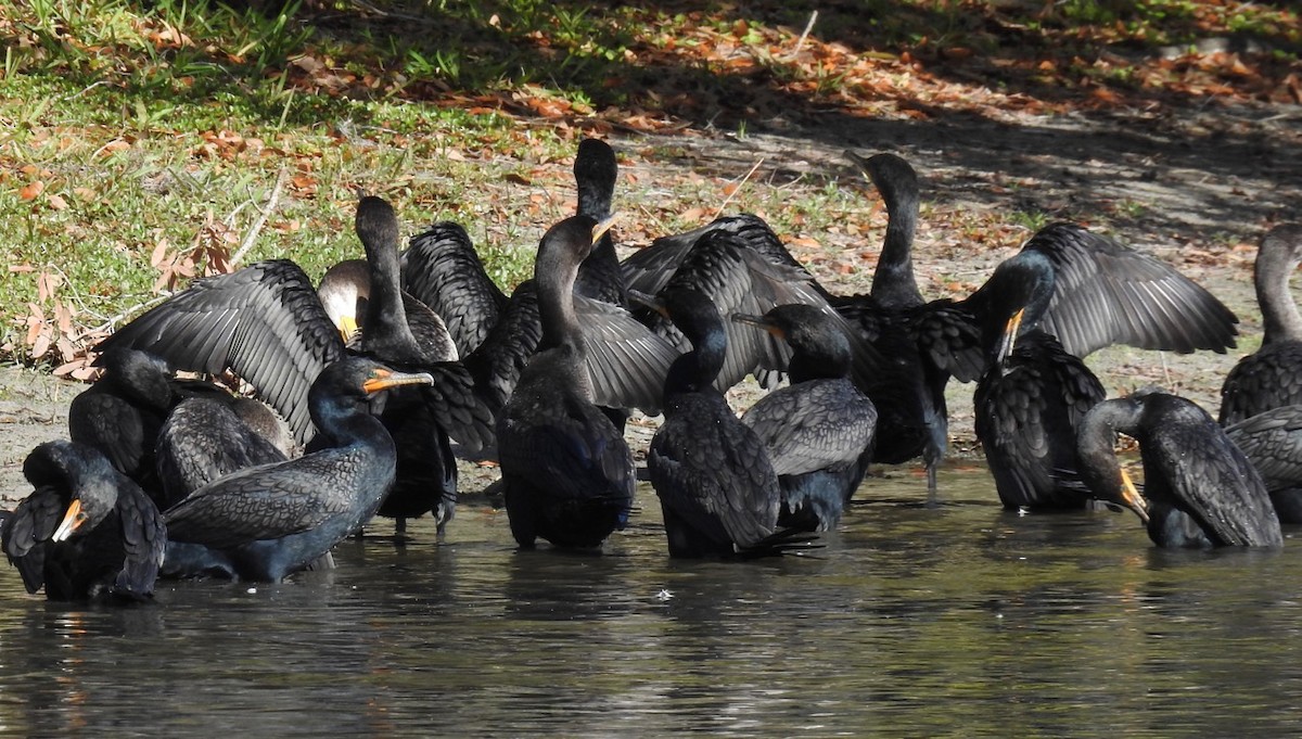Cormoran à aigrettes - ML615257361