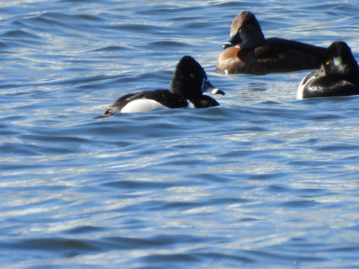 Ring-necked Duck - Armand  Collins