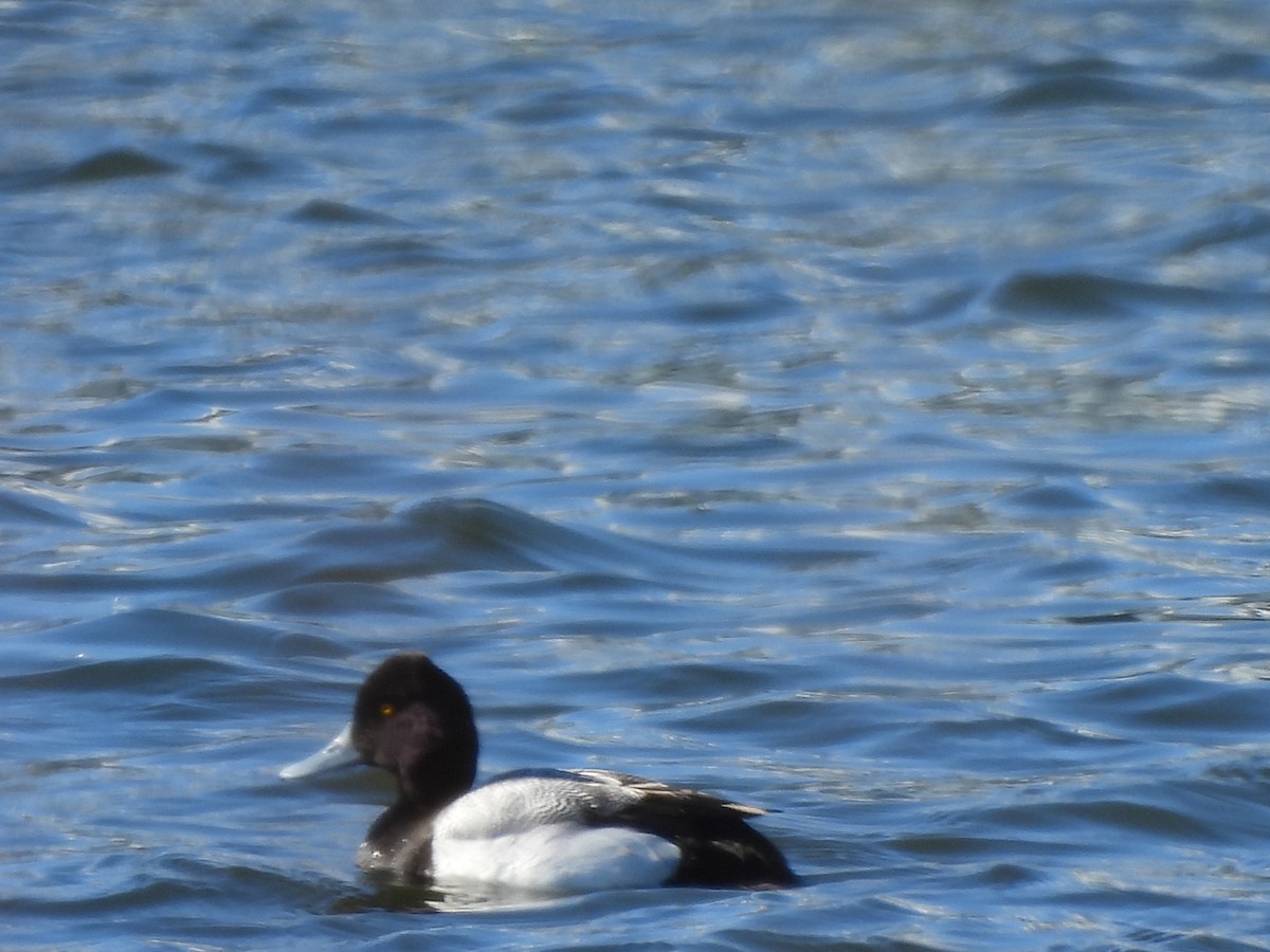 Lesser Scaup - ML615257429