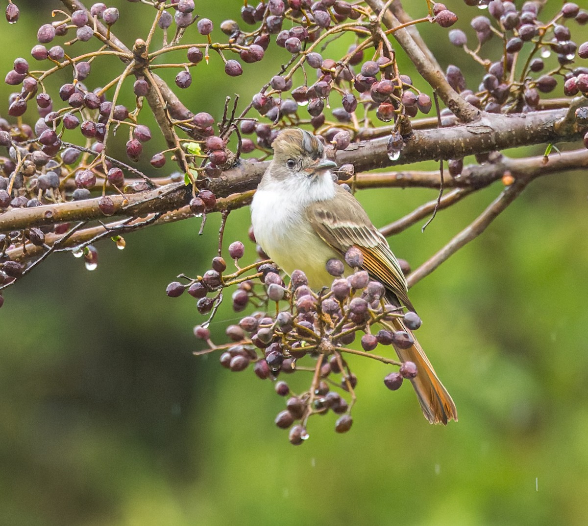 Brown-crested Flycatcher - ML615257431