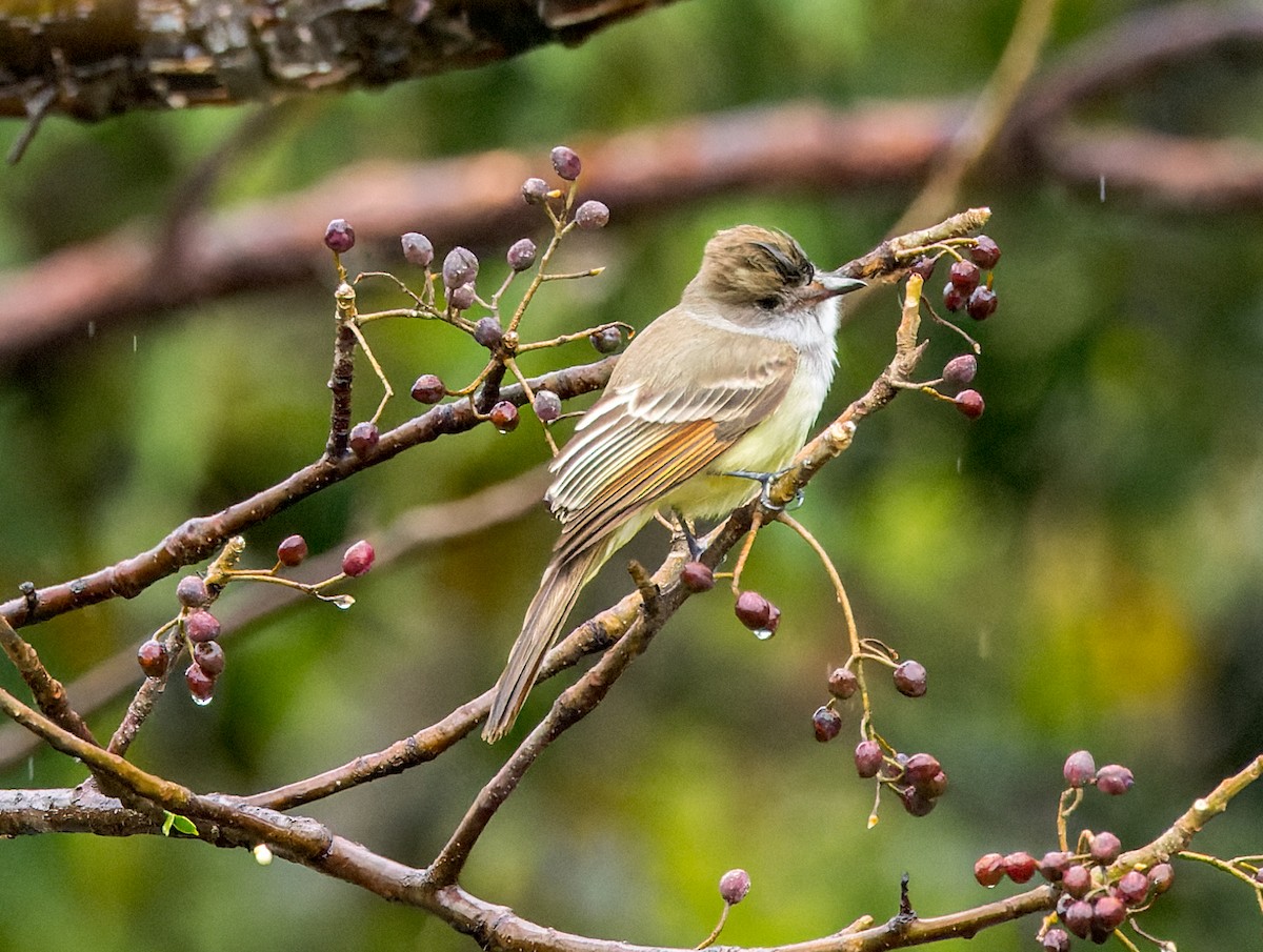 Brown-crested Flycatcher - ML615257432