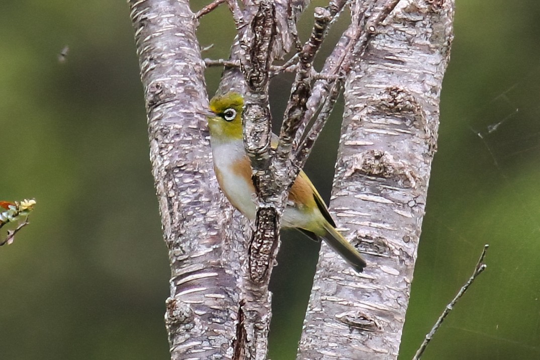 Silvereye - ML615257462